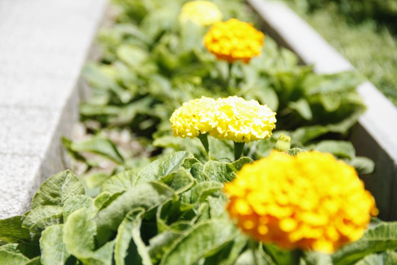 Garden Guesthouse Gjakova Luaran gambar